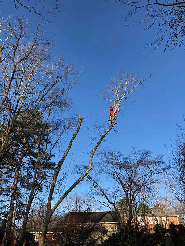 Professional tree climber winston-salem