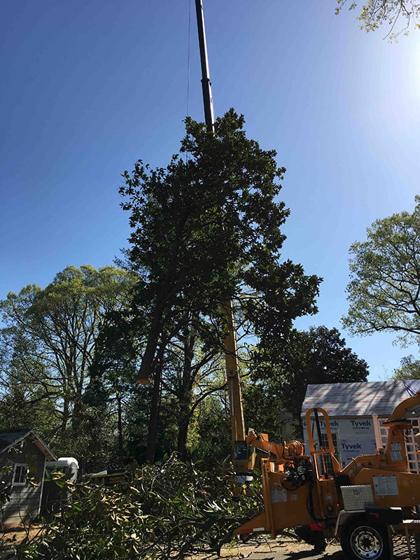 crane tree removal winston-salem